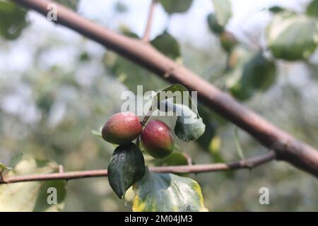 Close-up kul boroi village plum tree , Apple kul boroi or red and green jujube. Stock Photo