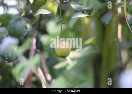 Fresh fruit kul boroi plant tree,Apple kul boroi or red and green tree. Stock Photo