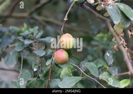 Red apple boroi isolated plant,The kul boroi in the garden Stock Photo