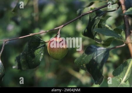 Red apple kul boroi fruit isolated, Apple kul boroi for sale at a market. Stock Photo