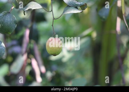 Red kashmir apple kul  boroi plant,Sweet kul boroi fruit in the village. Stock Photo