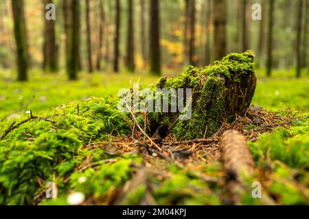 Tree stump overgrown with moss Stock Photo