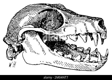 Pteropus melanotus, skull, Pteropus melanotus, W[alter] H[eubach] (zoology book, 1928), Fliegender Hund, Schädel, Pteropus melanotus, crâne Stock Photo