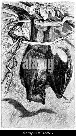 Black-eared flying fox, Pteropus melanotus a, spectral bat, Vampyrum ...