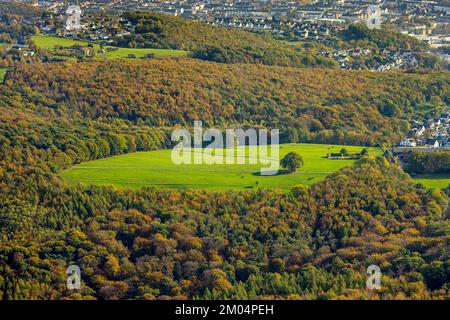 Aerial view, tree in field, autumn forest, horses on pasture, Vorhalle, Hagen, Ruhr area, North Rhine-Westphalia, Germany, On the hall, Colorful trees Stock Photo