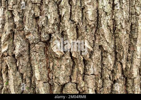 Close up of old tree trunk, background bark view Stock Photo