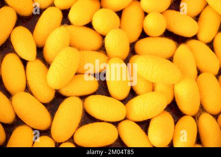 Close up Silkworm cocoon combined for nature background. Stock Photo