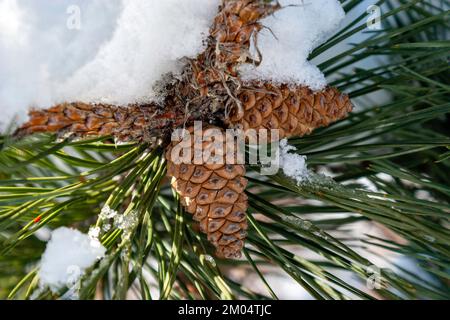 Snow-Covered Pinecones on Green Pine Branches in Winter Landscape Stock Photo