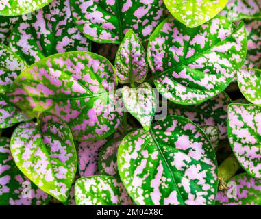 Green and purple leaf, decorative plant detail. Stock Photo