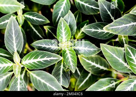 Detail of the green leaf with white color inside. Fresh, clean and nature plant Stock Photo