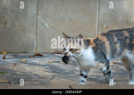 Cat hunt mouse encounter closeup Stock Photo