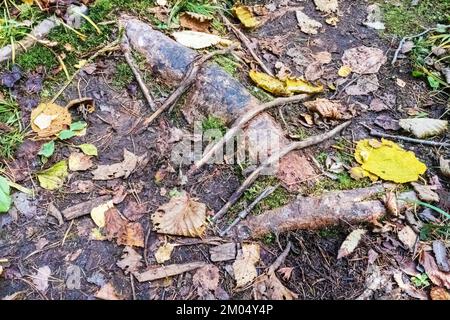 Brown tree roots in the ground with several green leaves and trees Stock Photo