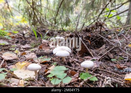White, round mushrooms in a forest with green trees and moss Stock Photo