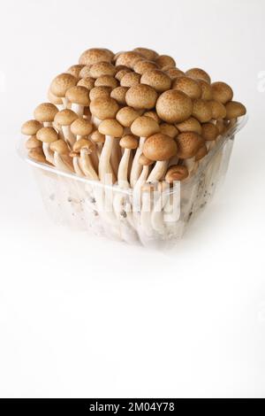 fresh brown shimeji mushroom, beech mushroom or Buna-shimeji in plastic container isolated on white background Vertical Stock Photo