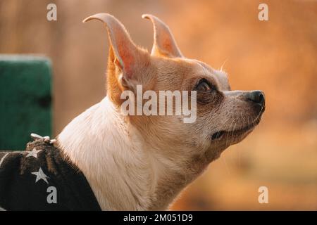 Portrait of a small dog gazing at his human. Autumn colors and a background of greenery. Chihuahua in dog clothes. Stock Photo