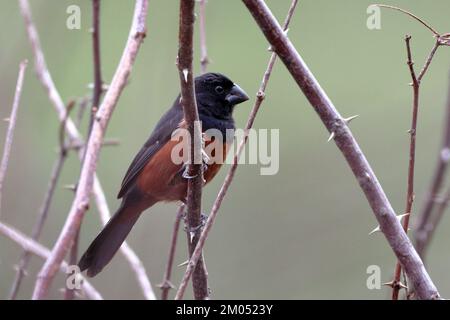 male Chestnut-bellied Seed-Finch (Sporophila angolensis), in freedom; perched among the branches Stock Photo