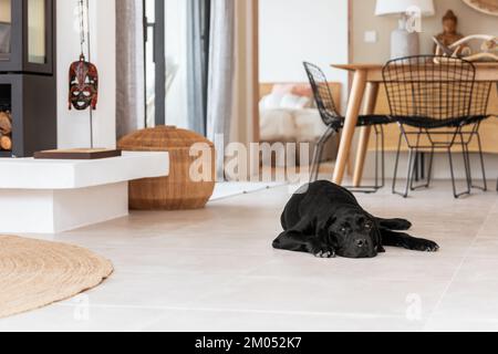 Black pedigreed Labrador dog is resting on the white cool floor of an elegant Mediterranean-style island villa Stock Photo