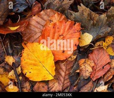 Autumn leaves on the ground in a natural woodland environment Stock Photo