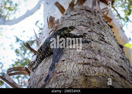 An Australian Lace Monitor Lizard climbing a tree Stock Photo