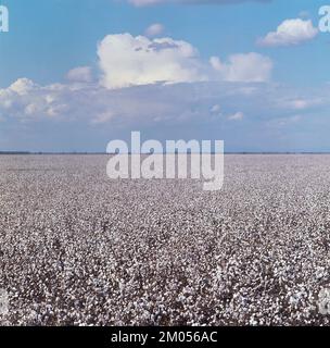 Australia. Agriculture. Cotton field. Stock Photo
