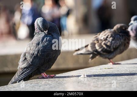 City Pigeon preens close-up. Feral pigeon standing on concrete edge. Stock Photo