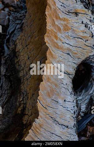 Bristlecone Pine wood blasted by wind and ice in the Ancient Bristlecone Pine Forest, Inyo National Forest, California, USA Stock Photo