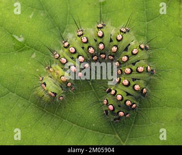 Emperor Moth Pavonia pavonia at rest on heather flowers with wings open ...