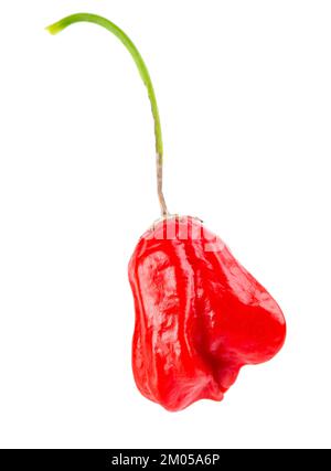 Ripe red chili pepper isolated on a white background. Capsicum baccatum or Bishop's crown pepper. Stock Photo