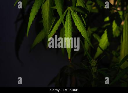 The cannabis leaves on black background Stock Photo