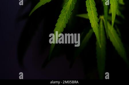 The cannabis leaves on black background Stock Photo