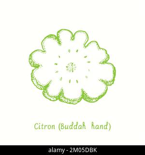 Citron (Buddah hand) cut slice fruit. Ink doodle drawing in woodcut style Stock Photo