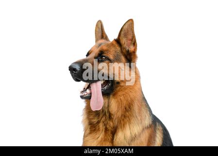 Portrait of a German Shepherd Dog on White Background. Service or Working Male Dog Isolated on White Background. Stock Photo