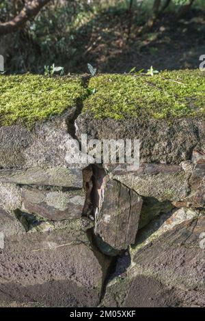 Damaged wall stonework in afternoon winter sun. The cracked stonework is gradually enlarging with time. Stock Photo
