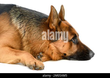 Portrait of Cute German Shepherd Laying on White Background. Service or Working Male Dog Isolated on White Background Stock Photo