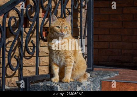Cute red cat with orange eyes and pink nose sitting on the steps near the house. Stock Photo