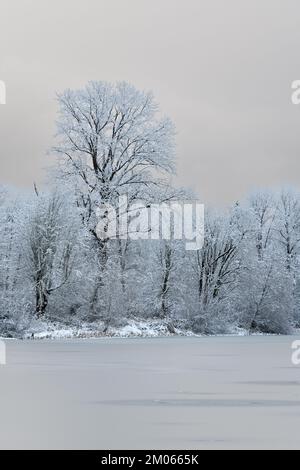 Snow covered trees on the edge of a frozen lake with a plain cloudy background Stock Photo