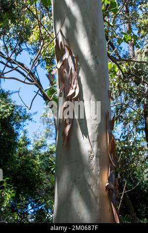 Bark peeling off from the trunk of Eucalyptus tree in Sydney, New South Wales, Australia (Photo by Tara Chand Malhotra) Stock Photo