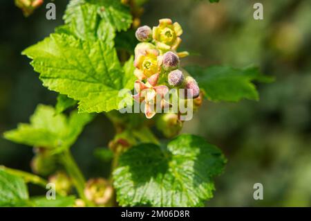 European Black Currant, Ribes nigrum, flowering in Pruhonice, Czech Republic on May 1st, 2022.  (CTK Photo/Libor Sojka) Stock Photo