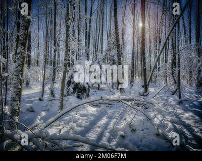 DE - BAVARIA: Wintertime in the forest at Bad Toelz Stock Photo