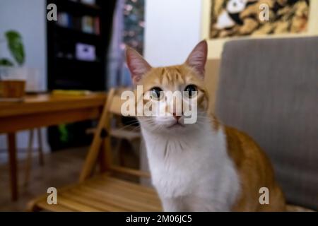 Happy white and orange cat seated on a chair at the living room Stock Photo