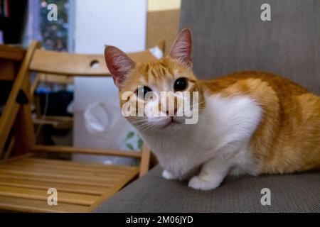Happy white and orange cat seated on a chair at the living room Stock ...
