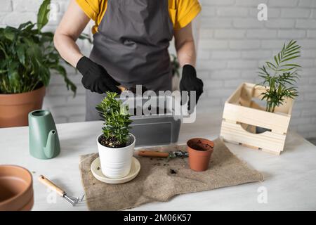 Close-up spring houseplant care, repotting houseplants. Waking up indoor plants for spring. Female is transplanting plant into new pot at home Stock Photo