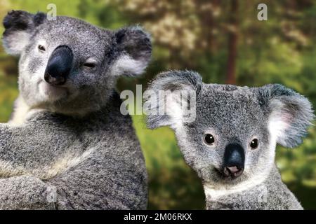 The koala or coala, also called small bear, is the cute and famous Australian marsupial mammal Stock Photo