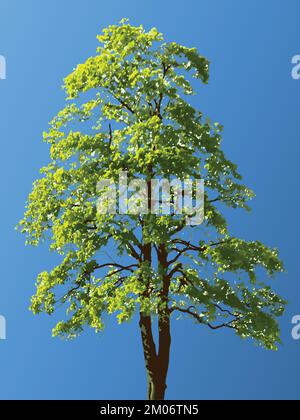 linden or beech deciduous tree vector illustration green tree on blue sky background Stock Vector