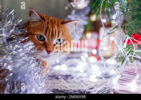 Portrait of ginger cat lying under Christmas tree playing with lights and tinsel at home. Pet is having fun. New year party vibe Stock Photo