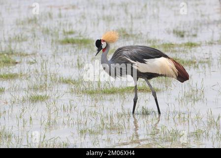 Grey or southern crowned crane (Balearica regulorum) foraging in a shallow lake Stock Photo