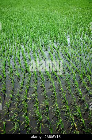 Rice Paddy Fields Hoi An Vietnam Stock Photo