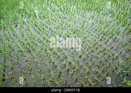 Rice Paddy Fields Hoi An Vietnam Stock Photo