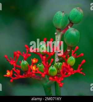 Buddha Belly Plant Stock Photo