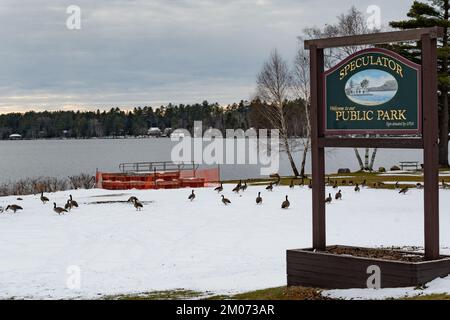 A flock of Canada Geese, Branta canadensis, feeding and resting in the snow on the Speculator Public Beach on Lake Pleasant in the Adirondacks, NY USA Stock Photo